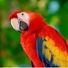 romantic_parrot