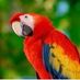 romantic_parrot