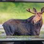 Monitor Philips Image 3