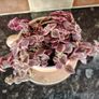 Crassula marginalis rubra variegata - House Plant Image 6