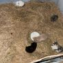 kitten Image 2