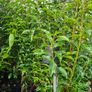 Two Foot Griselina Hedging Plants Image 5