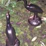 Stunning Pair Of Bronzed Metal Water Cranes Image 5