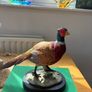 Pheasant Ornament Image 4