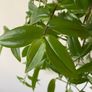 Plant / Houseplant  Tradescantia Fluminensis Green Hill Image 3
