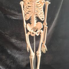 mini human anatomical skeleton model