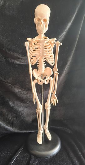mini human anatomical skeleton model