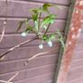Clematis montana var grandiflora Image 6