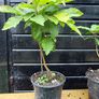 Sweet chestnut trees Image 6