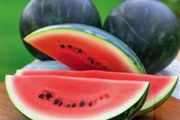 (W) Watermelon Little Darling H seeds (5s) (125555)