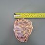 Large Shell Home decor Image 3