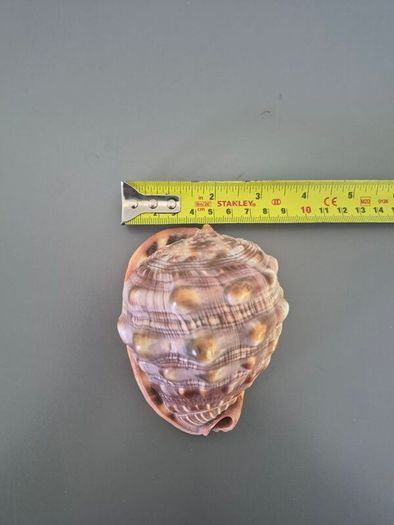 Large Shell Home decor