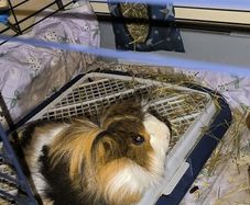 small pets
