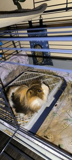 small pets