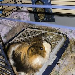 small pets