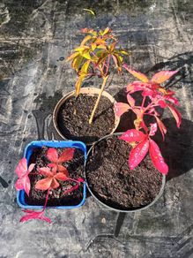 3 Virginia Creeper Plants
