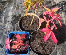 3 Virginia Creeper Plants