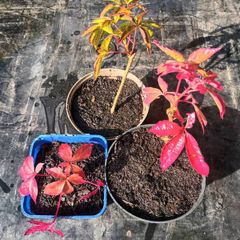 3 Virginia Creeper Plants
