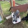 Pygmy goat Image 6