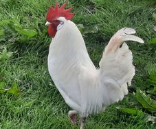 rooster