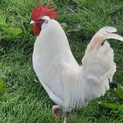 rooster