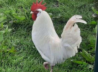 rooster