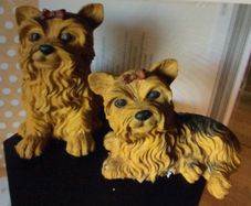 2 Yorkshire Terriers