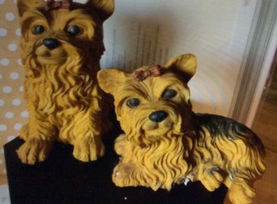 2 Yorkshire Terriers