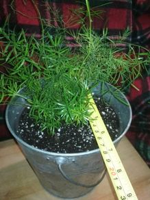 Asparagus houseplant