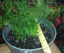 Asparagus houseplant