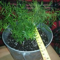 Asparagus houseplant