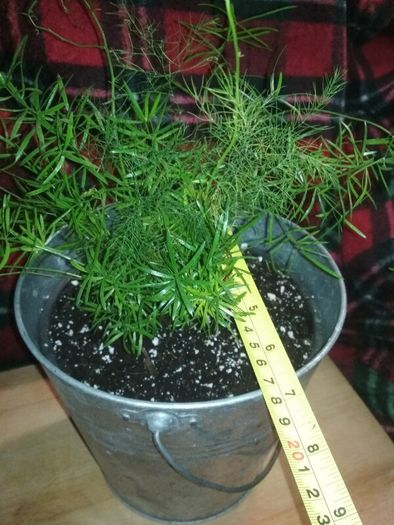 Asparagus houseplant