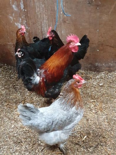Hens, point of lay pullets