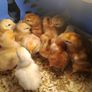 Day old chicks Image 4