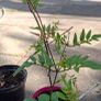 Jasmine Image 2