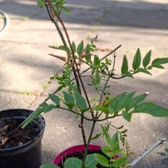 Jasmine