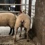 Rouge breeding ewe lambs Image 8