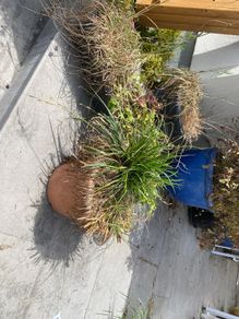 plant pots