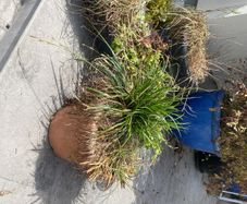 plant pots