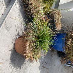plant pots