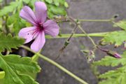 Geranium Palmatum