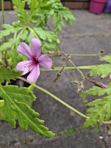 Geranium Palmatum