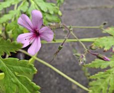 Geranium Palmatum