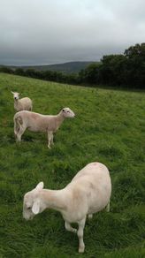 Easy Care ewe hoggets