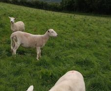 Easy Care ewe hoggets