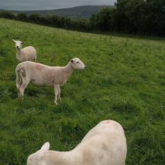 Easy Care ewe hoggets