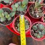 Mini jade plant succulent house plant Image 5