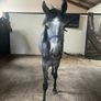 Connemara Yearling Image 4