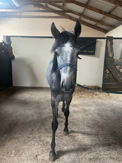 Connemara Yearling