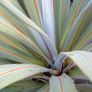 Cordyline indivisa plants  (palm tree) Image 4